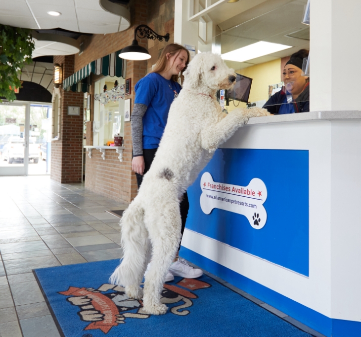 All American Pet Resorts with dog standing at front desk