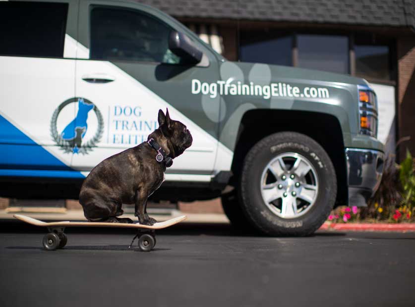 Dog Training Elite truck with a pug on a skateboard